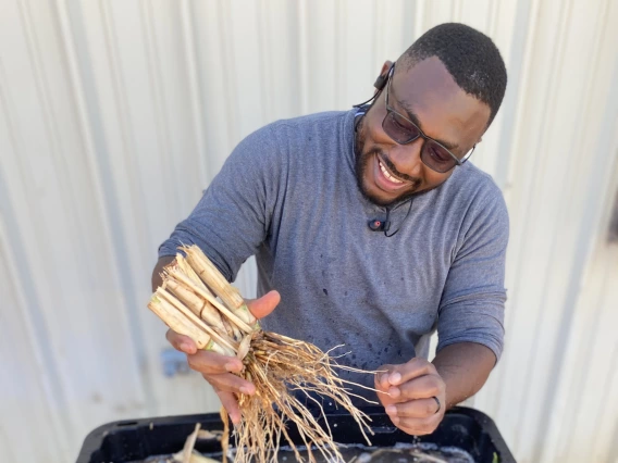 A UArizona researcher inspecting a plant root system